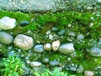 wall