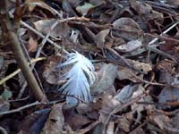 fallen