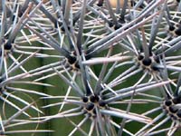 spines