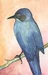 pinyon jay