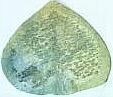 impressed leaf